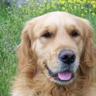 Tratamiento con vinagre para la infección de oídos en perros