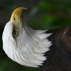 ¿Cuánto viven las águilas calvas estadounidenses?