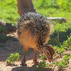 Cómo cuidar avestruces bebé