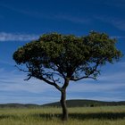 Historia del árbol de cedro