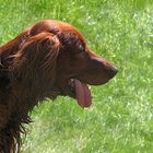 Signos y síntomas de la enfermedad celíaca en los perros