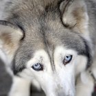 Cão doente: olhos vermelhos e coçando
