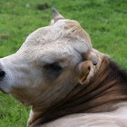 ¿Cómo es de diferente el ojo de una vaca en relación a uno humano?