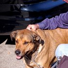 Cómo hacer un arnés de tela para perros