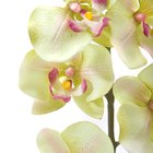 El cultivo de orquídeas a partir de bulbos