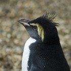 ¿Cómo mantienen el calor los pingüinos?