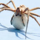 Como identificar uma aranha pelos seus ovos?