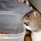 Cómo saber si una rata bebé es macho o hembra