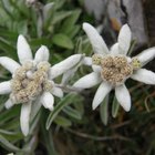El significado de la flor Edelweiss