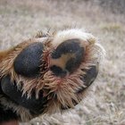Infecciones por hongos en las patas de los perros