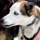 ¿Por qué algunos perros tienen un ojo azul?