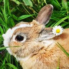 Como tratar distúrbios urinários em coelhos