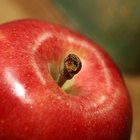 ¿Cuánto demora un árbol de manzanas en dar los frutos?