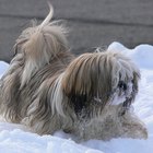 Cómo saber si un perro es un lhasa apso o un shih tzu