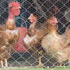 Como hacer jaulas para gallos