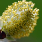 Em qual parte da flor os grãos de pólen são produzidos?