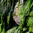 Curiosidades sobre algas marinhas