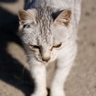 Como fazer um gato desnutrido ganhar peso