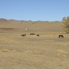 Animales y plantas originarias de Mongolia