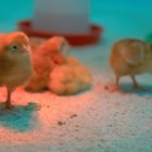 Cómo hacer una incubadora casera para huevos de gallina
