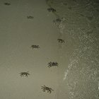 ¿En qué tipo de hábitat viven los cangrejos?