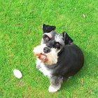 Cómo hacer un corte de pelo para un Schnauzer miniatura 