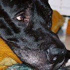 Los mejores alimentos para perros con pancreatitis