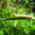 Identificar larvas de insectos