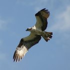 Cómo ahuyentar a los halcones de los comederos  para aves de mi patio