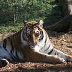 Como identificar se um tigre é macho ou fêmea