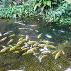 Que tipos de peixe comem algas nas lagoas?