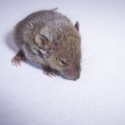Cómo limpiar y desinfectar las telas de los excrementos de los ratones