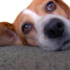 Remedios caseros para las alergias por alimento en los perros