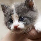 Remedios caseros para los gatitos con los ojos pegados y con costras