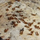 Cómo hacer un veneno económico para hormigas rojas