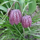 Las flores con forma de campana y las perennes