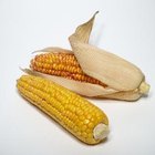 Cómo desgranar mazorcas de maíz