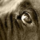 Cómo mantener a tu perro entretenido cuando pasas todo el día fuera de casa