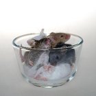 ¿Puede el aceite de menta deshacerse de los ratones?