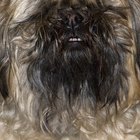 Dicas para tosar o pelo no rosto de um shih tzu