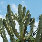Información sobre el Cactus Euphorbia