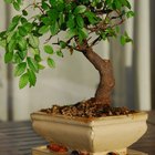 Como fazer um bonsai crescer mais rápido