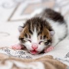Indícios de que um gatinho prematuro corre risco de morte