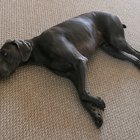 Síntomas de un perro con la pata rota