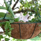 Por que as plantas murcham sob o sol quente?