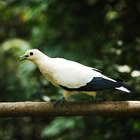 ¿Cómo se comunican las aves?