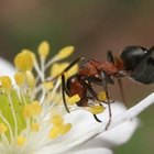 ¿Qué hace la hormiga reina?