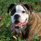 Tratamiento para la psoriasis canina