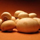 ¿Cómo crecen los hongos en la comida?