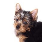 ¿Cómo cuidar un cachorro Yorkie miniatura?
